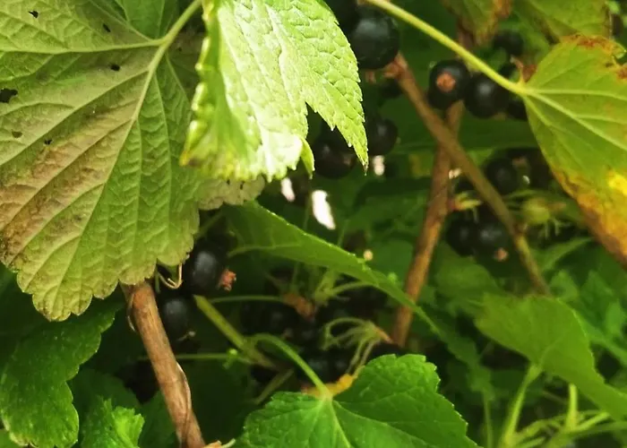 The Trailer, Comfort Διαμέρισμα *