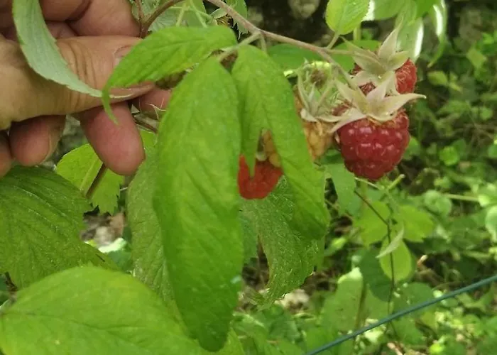 The Trailer, Comfort *