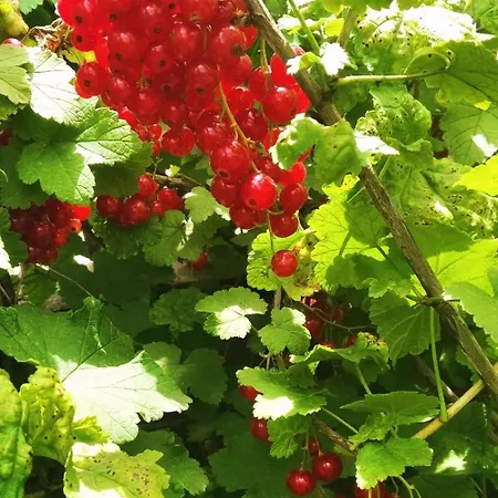 The Trailer, Comfort *