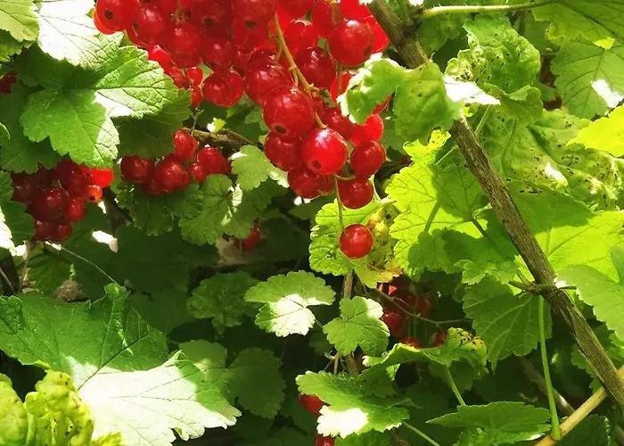 The Trailer, Comfort *